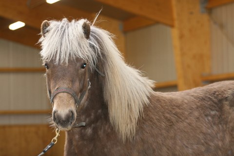 Horse of the day November 27th:  Þráður frá Holtsmúla