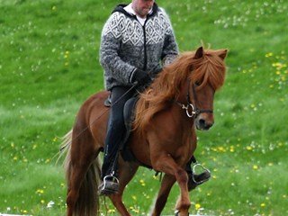 Þrúður frá Holtsmúla 1 is a new mare in our broodmare herd