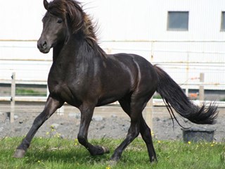 Horses born in 2008