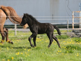 Horses born in 2012