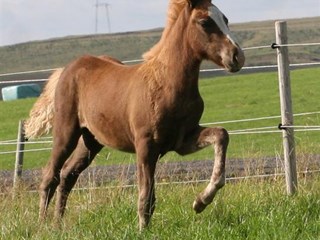 Horses born in 2010