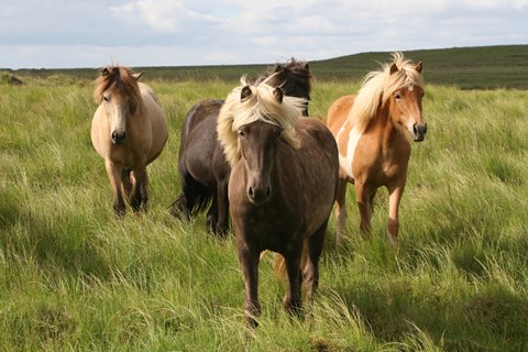 Happy horses in grassy summer pastures