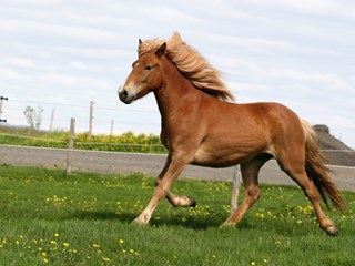 Horses born in 2018