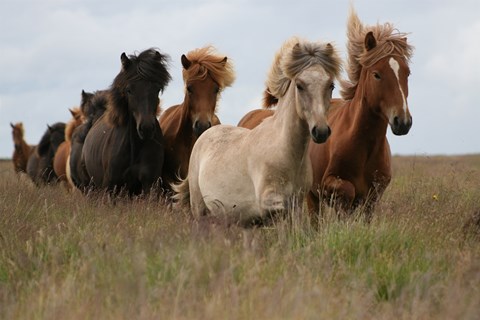 Young stallions enjoying freedom and abundant lush grass
