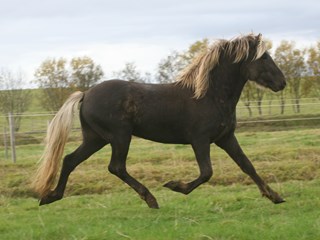 Horses born in 2017