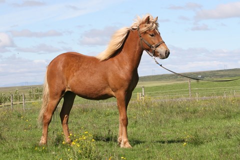 Horse of the day:  Diljá frá Holtsmúla I